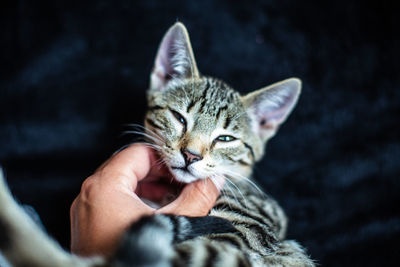 Close-up of hand holding kitten