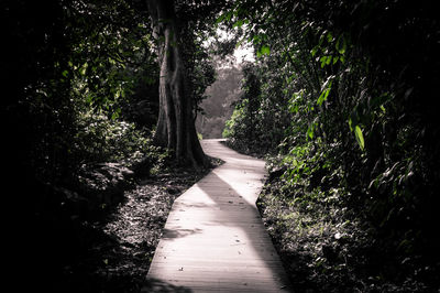 Footpath along trees in park