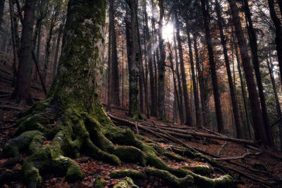 Trees in forest against sky