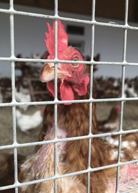 Close-up of bird in cage