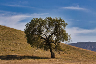 Tree on field against sky