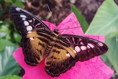 Butterfly perching on pink flower
