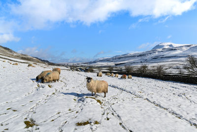 View of sheep on snow covered mountain against sky