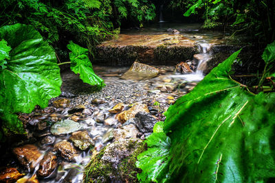 Water flowing through rocks in forest