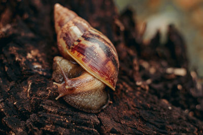Close-up of snail