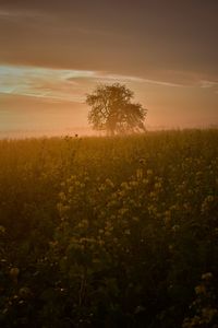 Scenic view of field against sky during sunset