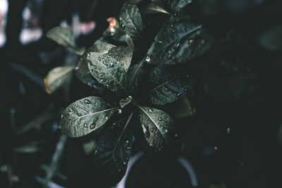 Close-up of raindrops on leaves