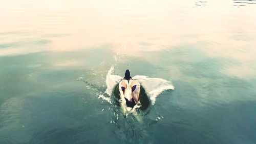 High angle view of dog swimming in lake