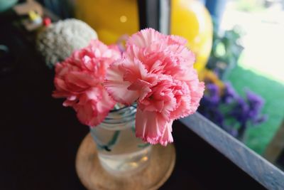 Close-up of pink dahlia flowers