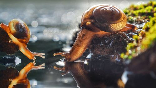 Close-up of snail in sea