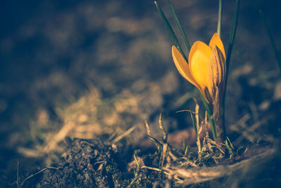 Close-up of yellow crocus