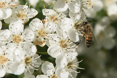 Close-up of bee pollinating on white flower