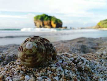 Close-up of snail on beach