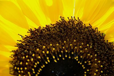 Close-up of sunflower field