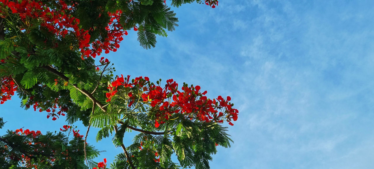 plant, tree, sky, leaf, low angle view, nature, beauty in nature, growth, autumn, flower, no people, plant part, red, cloud, day, branch, blue, outdoors, rowan, sunlight, fruit, tranquility, green, food and drink, freshness