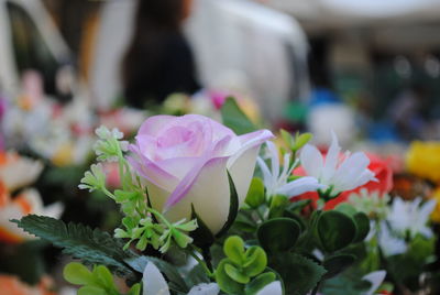 Close-up of pink flowers blooming outdoors