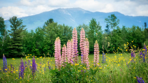 Scenic view of flowering plants on field against sky