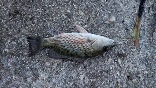High angle view of fish on rock