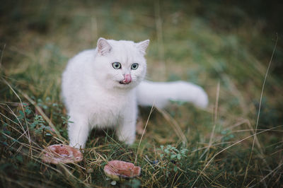 Portrait of white cat on field