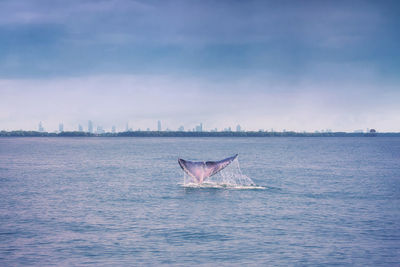 Whale's tail splashing on sea surface with city background and cloudy sky