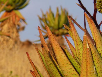 Close-up of plant