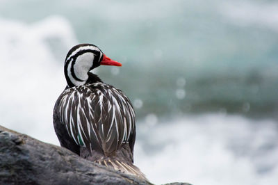 Close-up of bird perching on rock