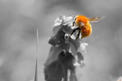 Close-up of bee pollinating flower