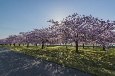 Cherry blossom trees in park against sky