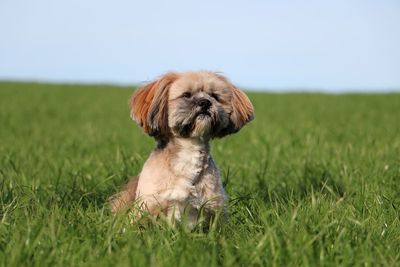 Dog looking away on field