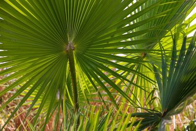 Close-up of palm tree leaves