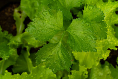 Close-up of leaves on plant