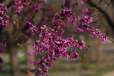 Close-up of flower tree