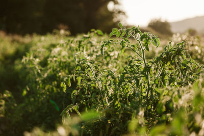 Close-up of plants growing on land