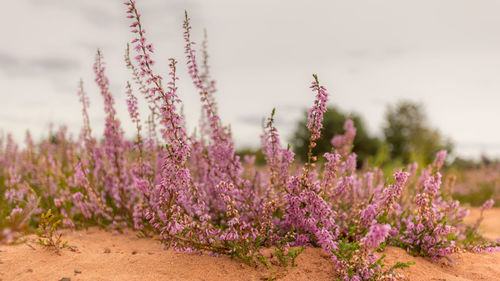 Close-up of pink flowers blooming on field against sky