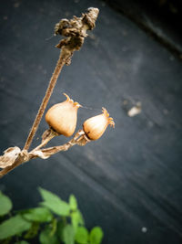 Close-up of fruit on plant