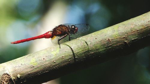 Close-up of red dragonfly on plant