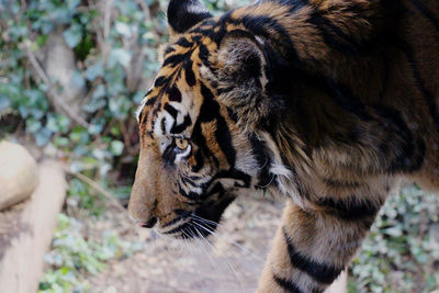 Close-up of a cat