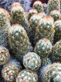 Full frame shot of succulent plant