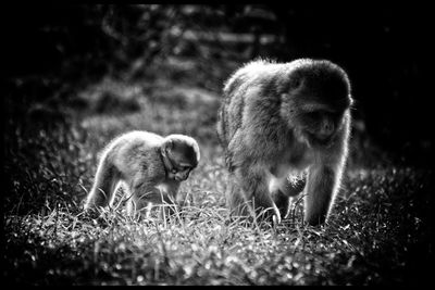 Female macaque and child