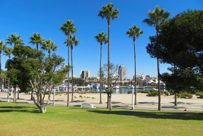Palm trees in park against clear blue sky