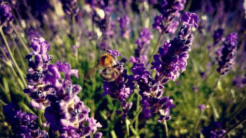 Bee pollinating on purple flowering plant