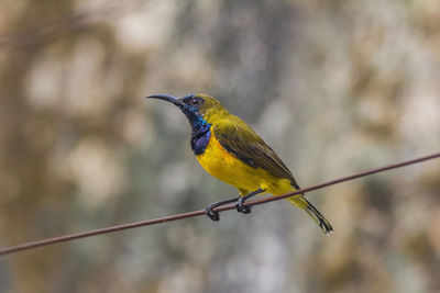 Close-up of bird perching on cable