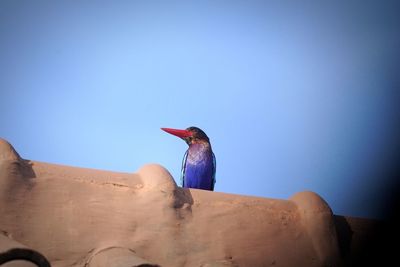 Low angle view of bird against clear sky