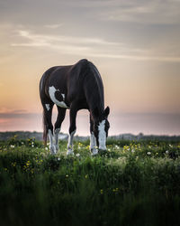 Horses grazing in a field