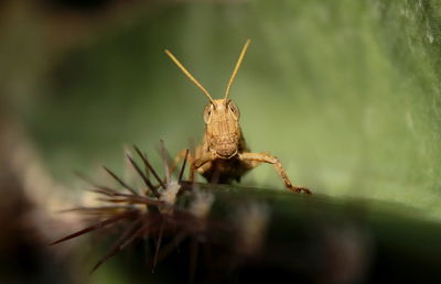 Close-up of insect on plant