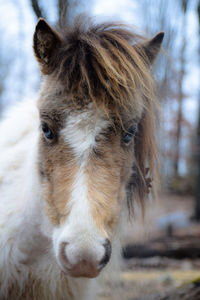Close-up portrait of a horse on field