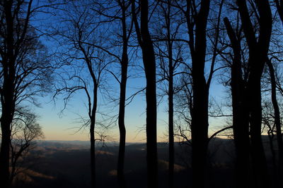 Bare trees in forest against sky