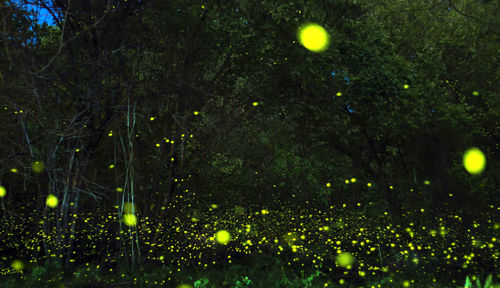 Wet plants against illuminated trees at night