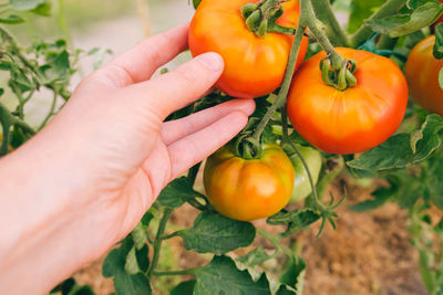 Cropped hand of woman holding tomatoes