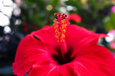 Close-up of red hibiscus blooming outdoors